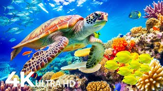 Dive Into the Mesmerizing Underwater Realm, Marvel at Sea Animal in The Best 4K ULTRAHD Aquarium #10