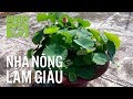 Bí quyết trồng sen trong chậu nhiều hoa, tươi lâu | VTC16