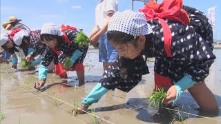 早乙女姿で豊作祈願　松山でお田植え祭・愛媛新聞