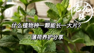 【老花医植物推荐】一种可以偷偷种在别人家的花？养护起来极其简单？薄荷养护分享 Tips for Mint grow and care.