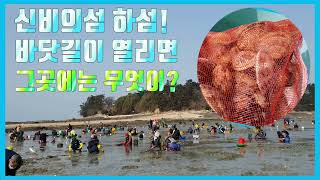 신비의섬 🏝 하섬! 바닷길이 열렸어요~ 무엇이 있을까요!