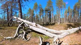 Urho Kekkosen Kansallispuisto. Ruijanpolku, Sivakkaojan laavu, Orposenkuru ja Kopsusjärventien laavu