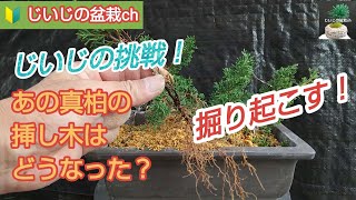 じいじの挑戦！ 【 あの真柏の挿し木はどうなった？ 】  　テロップあり　　Grandpa's Challenge! What happened to Juniper's cuttings?