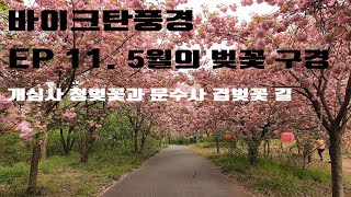 5월 벚꽃 - 바이크 타고 개심사 청벚꽃 문수사 겹벚꽃 길