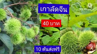 เกาลัดจีนต้นละ 40 บาท 10 ต้นบริการส่งฟรีเก็บเงินปลายทาง