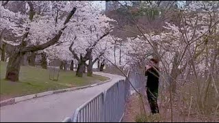 Toronto Cherry Blossom April 2021 with Live Performance of \