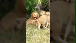 Lion vs Lion (Dangerous Fight)