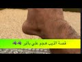 1378- قصة الذيب هجم علي بالبر 🐺🐺