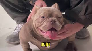 怎样预防恶霸犬皮肤病的发生#恶霸犬 #美国恶霸犬 #American Bully