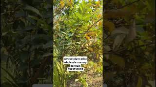 Amrud plant height 12 feet price wholesale nursery gajraula #gajraulanursery #plantnursery 😱🥱___🪴