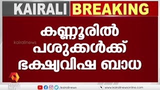 കണ്ണൂർ പയ്യന്നൂരിൽ ഭക്ഷ്യ വിഷബാധയേറ്റ് പശു ചത്തു | foodposion | cow | kannur