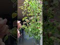 easy indoor plant for beginnersㅣcoleus plants