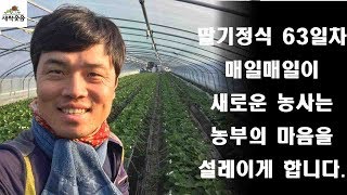 새싹웃음 딸기정식 63일 맛있는 딸기 담양딸기 딸기 런너 딸기 꽃