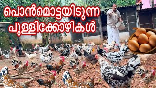 പഴമയുടെ നൻമ്മ തനിനാടൻ പുള്ളിക്കൊഴികളുടെ അപ്പുർവ്വ ശേഖരം