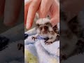 Happy baby tamarin monkey 