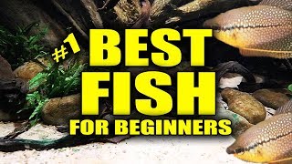 Best Aquarium Fish for beginners