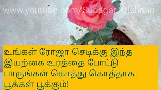 உங்கள் ரோஜா செடி கொத்து கொத்தாக பூக்கள் பூக்க வேண்டுமா? இந்த இயற்கை உரத்தை போட்டு பாருங்கள்!