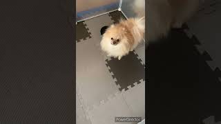 機嫌が悪いポメラニアン #shorts #ポメラニアン #pomeranian