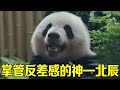 The giant panda Beichen is in charge of the god of contrast! With a sweet smile on his face  he ado