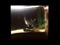 Pangasius Shark VS Amazon Piranha Fight Shark Attack