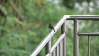 Plumbeous Water-Redstart (Phoenicurus fuliginosus) female - Luding to Wolong (China) 9-5-2018