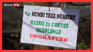 Ũrĩmi wa kahũa na Mumbi Coffee Nursery #MũgamboWaMũrĩmi Part 3