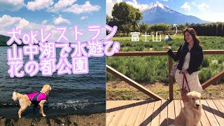 わんこを連れて山梨県２泊３日の旅！Travelling with my dog in Yamanashi, Japan