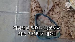 가족을 잡아먹는 잔인한 햄스터 cruel hamster(prey on the family)