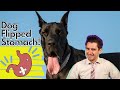 How your Veterinarian will treat Bloat or GDV in the dog.  With Dr. Dan.