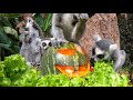 world lemur day 2021 halloweek loro parque