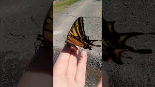 Western Tiger Swallowtail butterfly #insect #nature #butterfly #desert #wildlife