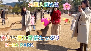 美しい鹿に愛情たっぷりの外国人観NARA DEER JAPAN