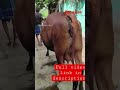 கிர் கிராஸ் மாடு விற்பனை gir cross cow for sale shorts cowsalevideo dairy