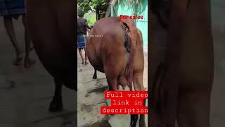 கிர் கிராஸ் மாடு  விற்பனை gir cross cow for sale #shorts #cowsalevideo #dairy