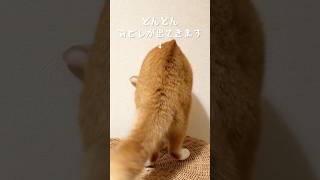 猫たちの夜の儀式、背ビレを作るウラさん#cat #黒トラ猫 #猫のいる暮らし #茶白猫 #ニャジラ