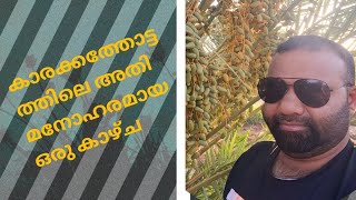 അൽ ഉലയിലെ കാരക്ക തോട്ടത്തിലെ ഒരു അടിപൊളി കാഴ്ചകളാണ്