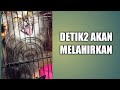 Detik-detik kucing mau melahirkan #shorts