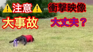 ⚠️注意⚠️大怪我？ 無敵なグレートデン😂 ハプニング大賞 超大型犬 クィーンちゃん 牧場 ニューファンドランド