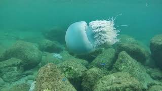 8月25日 黄金崎海岸にてシュノーケリング