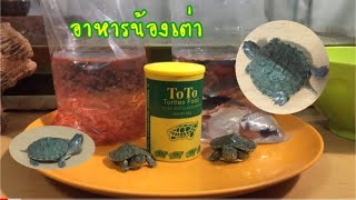 Baby turtle ep.11 การเลี้ยงเต่าญี่ปุ่น อาหารเต่าญี่ปุ่น my red eared slider turtle