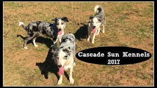 Cascade Sun Kennels 2017