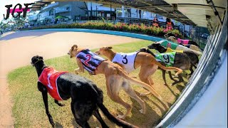 Greyhound racing - South Australia