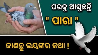 ( ପାରା ) ଜଦି ଘରକୁ ଆସୁଛନ୍ତି - ଜାଣନ୍ତୁ ଭୟଙ୍କର କଥା | Odia bayagita vastu tips 2019 | odisha