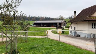 Meine Wanderung von Illnau nach Uster (02.11.2024)