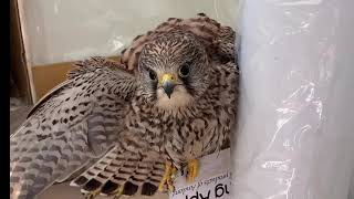 2020황조롱이육아23Kestrel nesting 23 -스스로 먹이를 차지해야 해 competes for prey itself