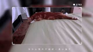 #评论区看看你们的猫 #悠闲的摆烂小猫 #暗中观察