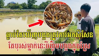 ចិញ្ចឹមបង្កងក្នុងស្រែបែបធម្មជាតិ ងាយស្រួលថែ ឆាប់ធំលឿន និងទទួលបានផលច្រើន