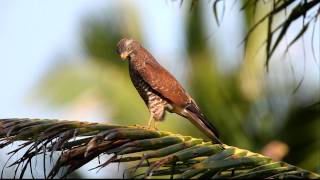 2009年10月11日台灣滿州鄉港口村灰面鵟鷹gray-faced Buzzard-eagle 椰子でのサシバ