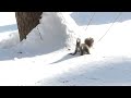 野生のエゾリス　雪が深すぎます！