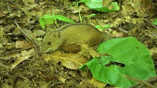 Полевая мышь, Striped field mouse (Apodemus agrarius)